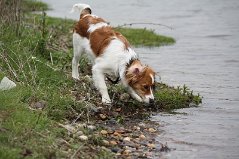 Daantje 30-04-2012 Stamboom brengen IMG_4641