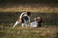 IMG_2038