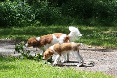 030 Lizzie 20130615 IMG_0720