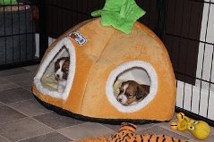DSC05878