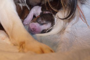 Geboorte pups