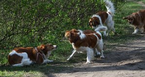 Wandeling_met_Bregje_Heemskerk_090411_4428