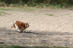 Wandeling_met_Bregje_Heemskerk_090411_4438