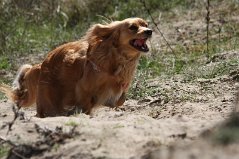 Wandeling_met_Bregje_Heemskerk_090411_4478