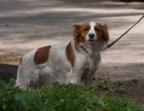 DSC09704 Benthe uit het eerste nestje van Famke (vader Camiel). Klaar voor de wandeling.