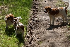 DSC09735 Famke houdt hier 2 pups van haar in de gaten.