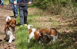 DSC09740 Duco uit het tweede nestje van Famke (Vader Sissel) bekijkt eens goed wat de pups toch allemaal aan het doen zijn.