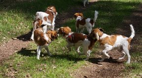 DSC09758 Links boven moet Douwe zijn. die speelde volop met de pups. dan daarnaast Floortje, Het treintje is Falco, Rico en Fedde.