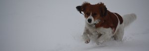 2010-12-17 Sneeuwpret