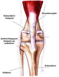 knie normaal