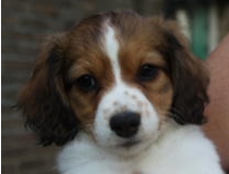 Kooikerhondje Karin