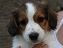 Kooikerhondje maris