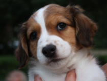 Kooikerhondje artan