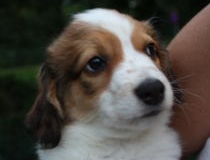 Kooikerhondje cornel