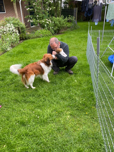 Aristo bij zijn pups week 8
