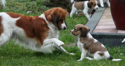 Pups lekker buiten