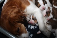 Famke met pups