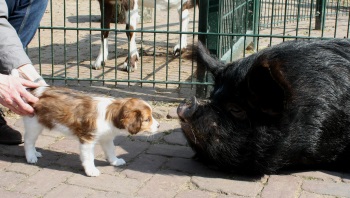 kinderboerderij