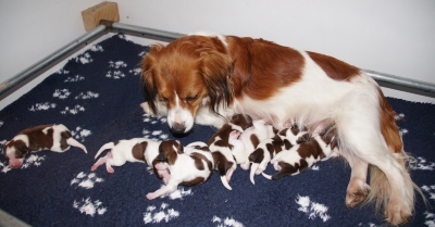 Famke zorgt voor haar pups