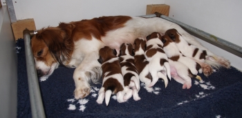 Famke zorgt voor haar pups