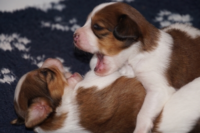 Pups beginnen te stoeien