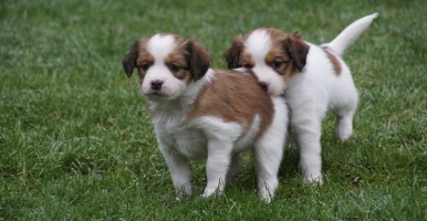 Pups lekker buiten