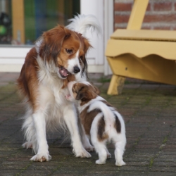 Famke buiten met pup