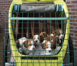 Pups klaar voor de wandeling