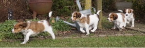 Pups in de tuin