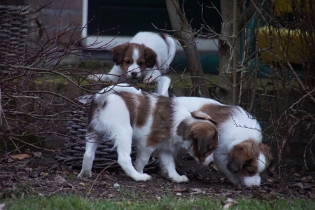 Nog even dollen in de tuin