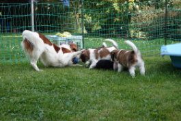 Buitenspelen Nest 2 Lobke week 6