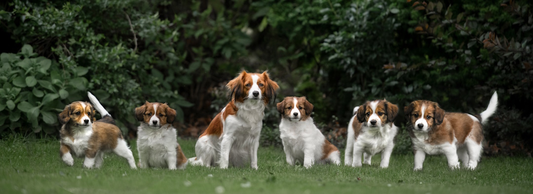 Silke met haar pups