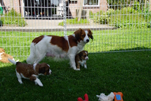 Silke week 5