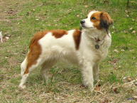 Jessie
