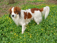 Bram