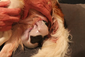 Geboorte van een pup