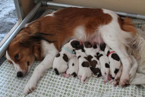 Moeder met pups